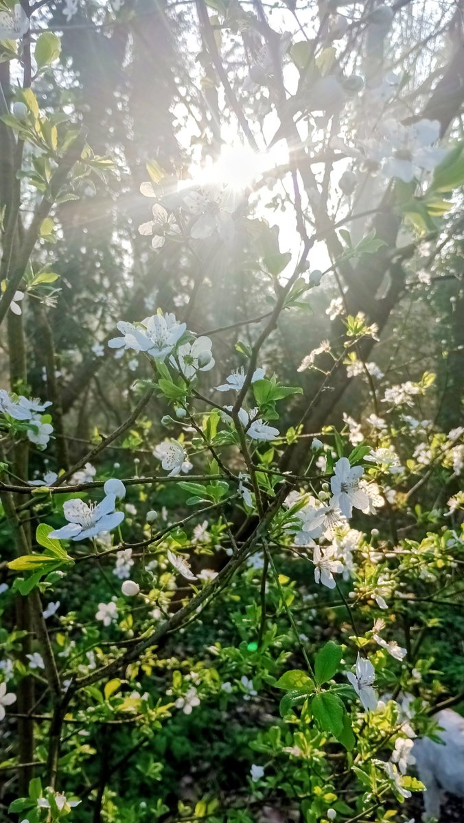 Mark Barden 🇪🇺 tweet media