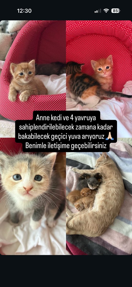 eliifyksel's tweet photo. !! ACİL GEÇİCİ YUVA ARIYORUZ!!
#geçiciyuva #sahiplen #yuvaarıyoruz https://t.co/vvVox2FyFY