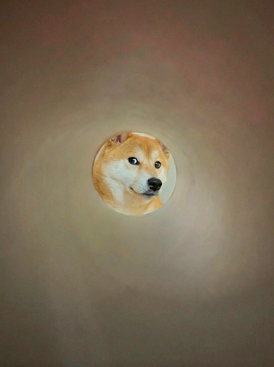 柴犬·͜·♡もも (@momonosekaiii) / Posts / X