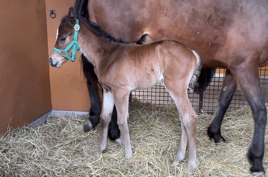 仔馬カメラ tweet media