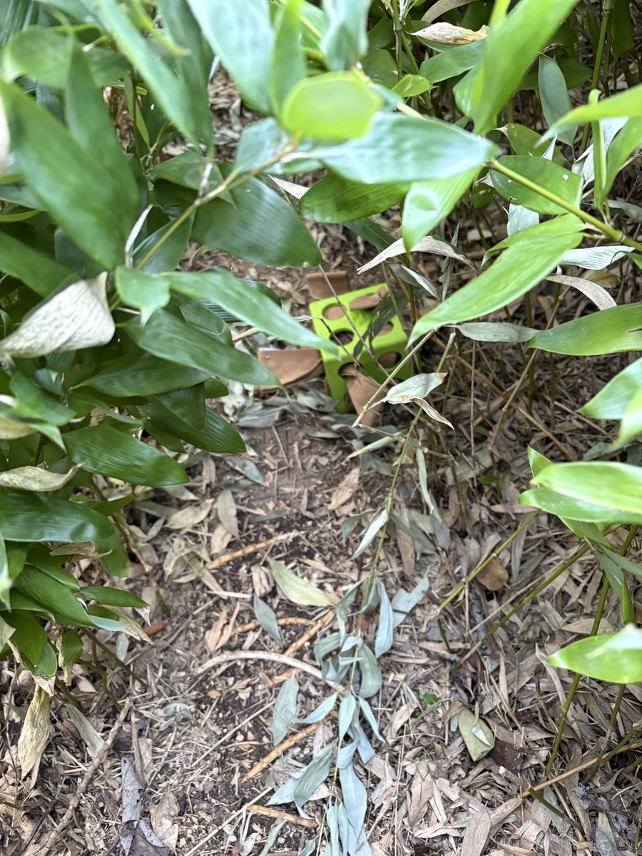 gomakomame (@gomakomame) / Posts / X