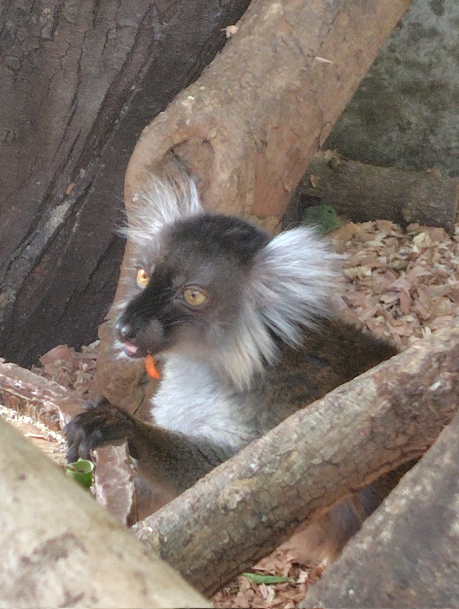 gomakomame (@gomakomame) / Posts / X