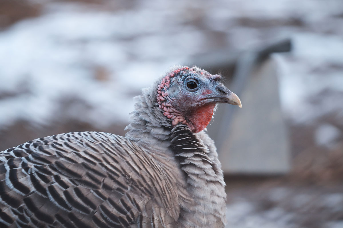 British Free Range Egg Producers Association tweet media