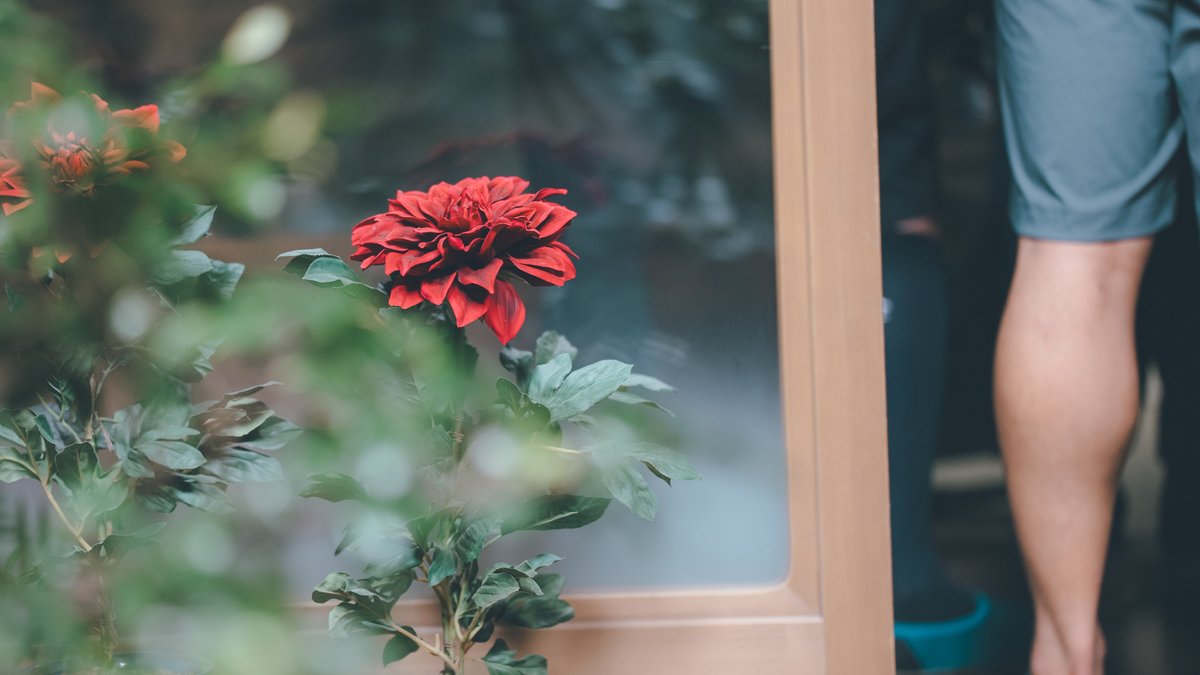 「ながたんと青と-いちかの料理帖-」 tweet media