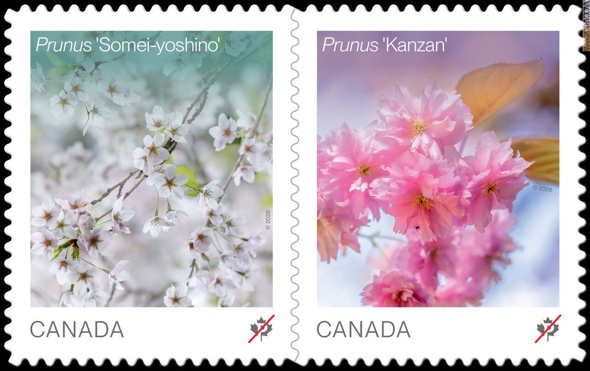 Vaccarinews's tweet photo. Due #francobolli di #Canada mostrano #fiori di #ciliegio per annunciare la #primavera: https://t.co/JnlZhQ347s https://t.co/HQ290S63Kv