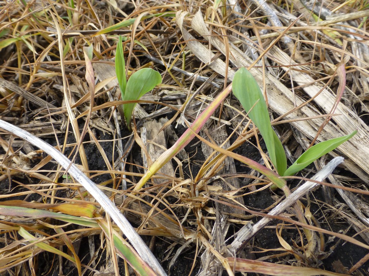 Crop Protection Network tweet media