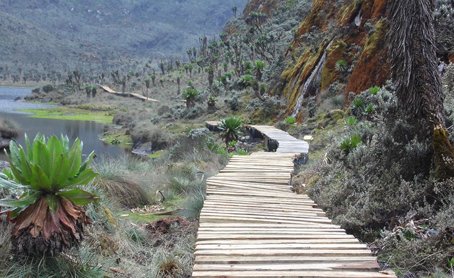 RugoteTours's tweet photo. One destination you must add to your travel bucket list is hiking the majestic Rwenzori Mountains ⛰️

Known as the Mountains of the Moon, they host Africa’s 3rd highest peak and rare equatorial glaciers. A true paradise for adventure lovers.

Book your Rwenzori hiking adventure with us and experience the thrill🥾
#ExploreUganda
