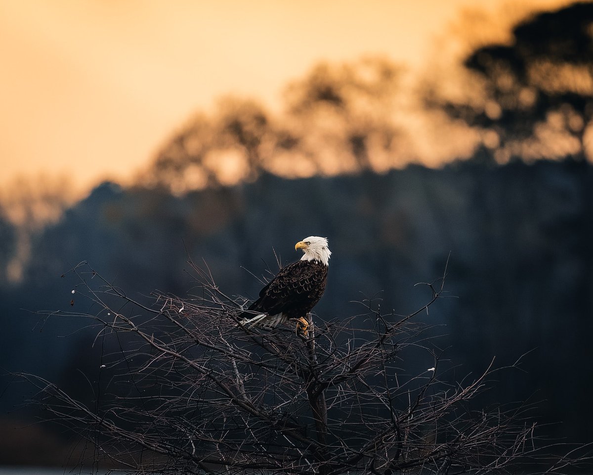 Caleb Salers tweet media