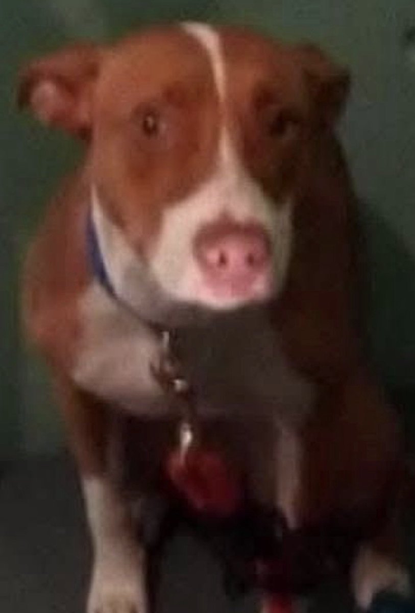 Desesperada, 24 h los 365 días del año.. en una jaula😢😢😢 Cómo estaríamos nosotros?..
Por favor, algo de difusión al menos..🙏🏻🙏🏻
<a href="/lolorubio42/">lolo rubio</a> @giljuan59747 <a href="/monchocolatina/">Moncho</a> @giljuan59747 <a href="/pigrande/">victor manuel corona</a> @juanmanmeza @ngel_caido @teymenfer @silviamartinar1  @maitelamota @albacete1980