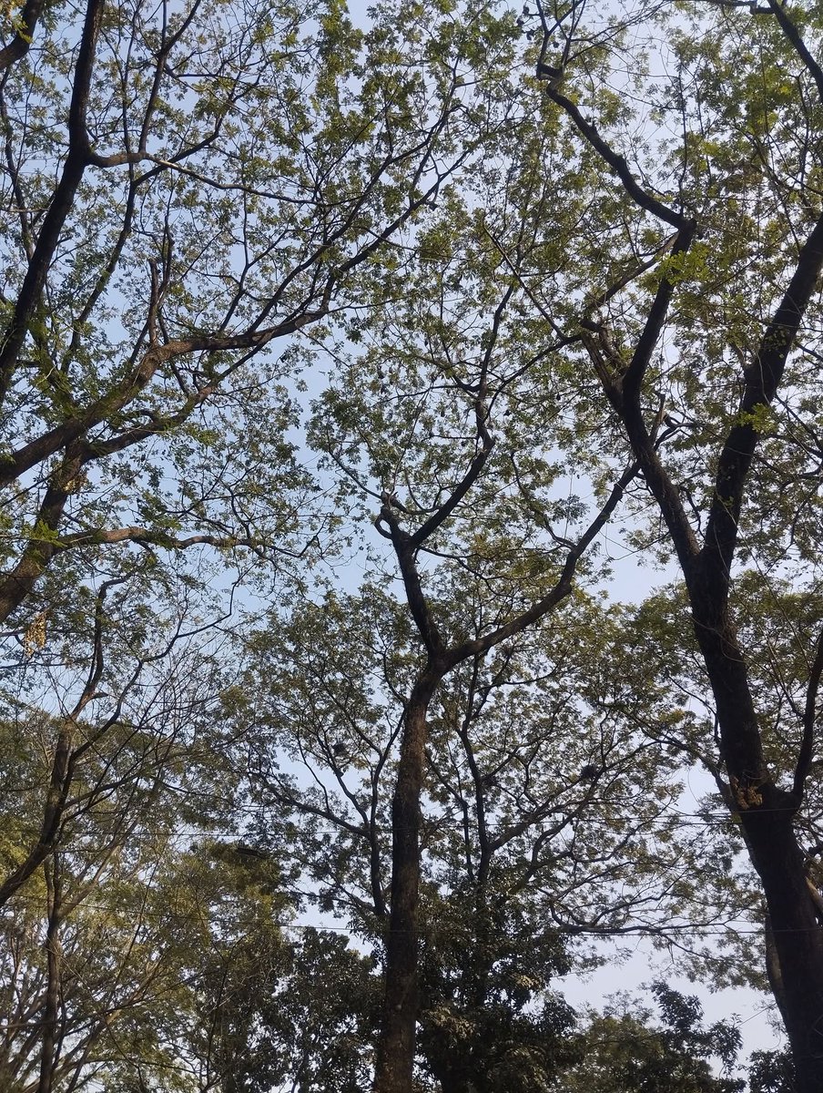 তীব্র বিষন্নতার বৈজ্ঞানিক নাম
বৃহস্পতিবার  ———