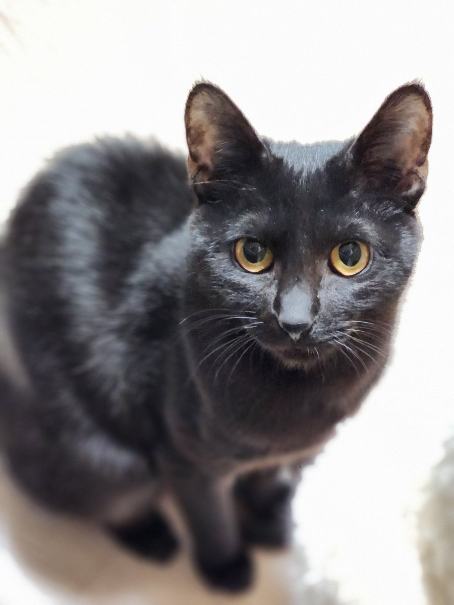 가족 찾는 💖토토💖 입양 홍보계 tweet media