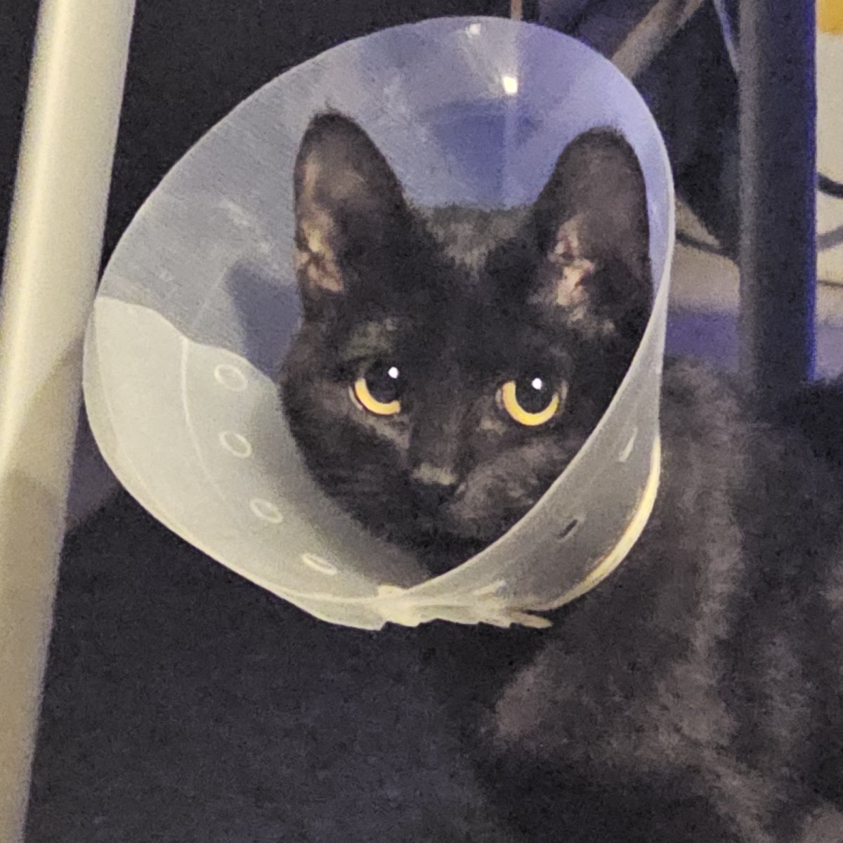 가족 찾는 💖토토💖 입양 홍보계 tweet media