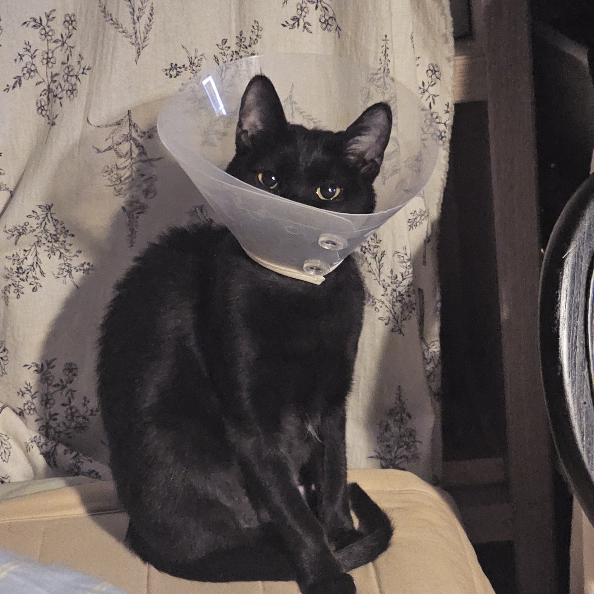 가족 찾는 💖토토💖 입양 홍보계 tweet media