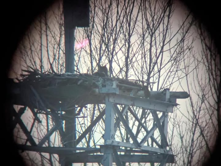 Niagara Bee tweet media