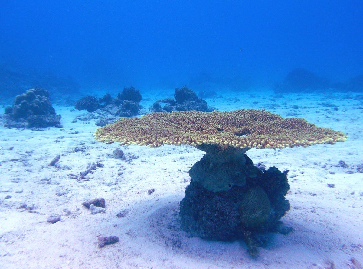 Post by yascolo on X: #珊瑚の日