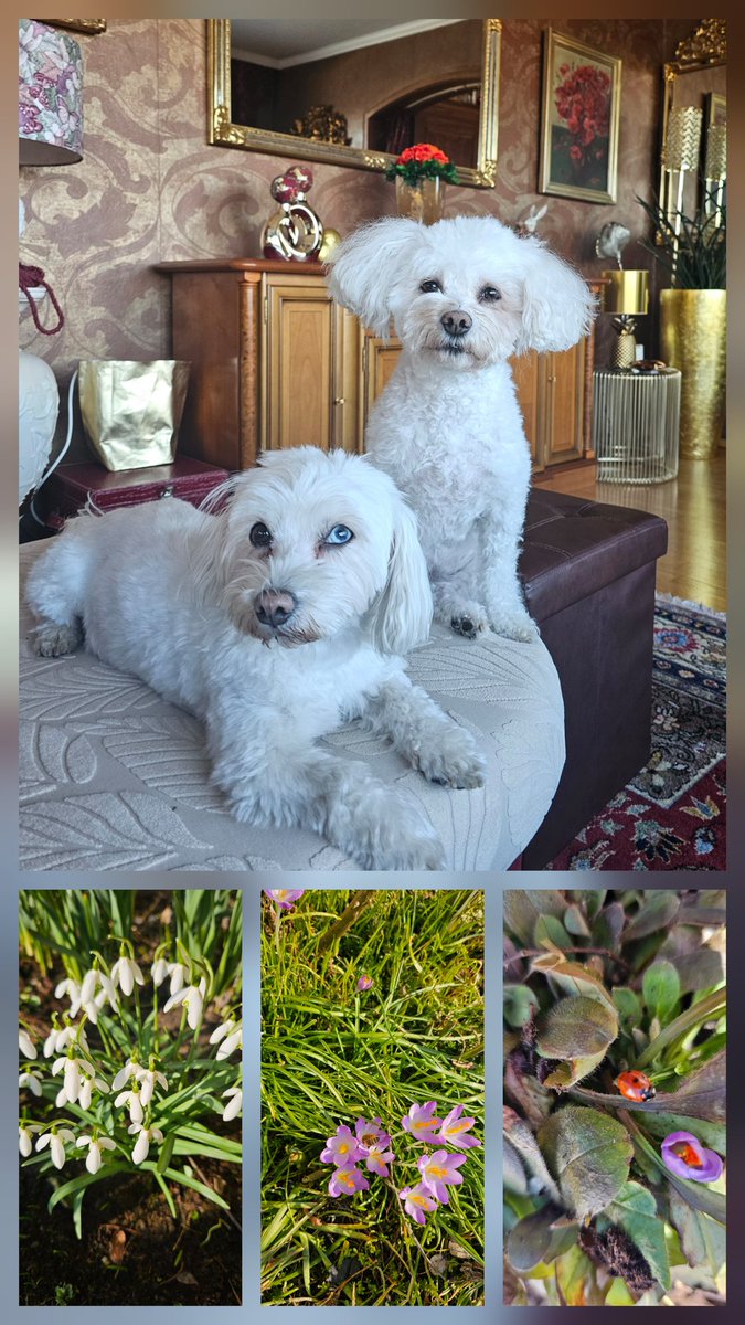 RFriedegard's tweet photo. Ein wunderbarer Frühlingstag 🌞🍀🐶🐶😘🐞🦋🐝 #spring #frieden #Peace #Pace #mondo #Bavaria #bayern #freude #World https://t.co/uD0nY7Cxgs