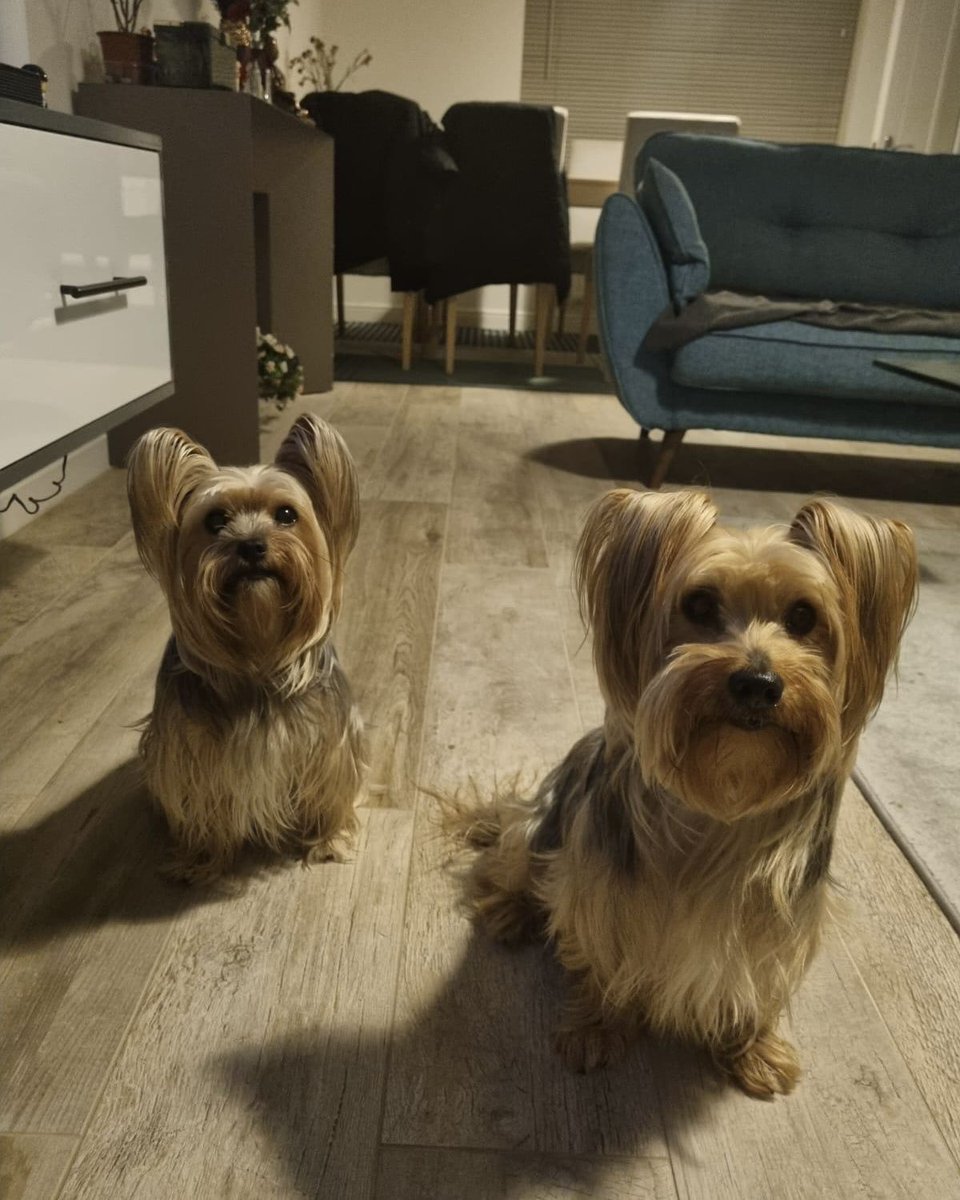 Lola Yamaha ABT tweet media