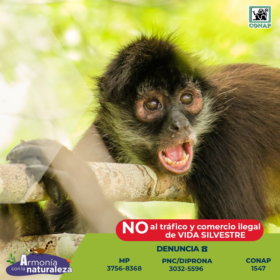 CONAPgt's tweet photo. ⚠️No al tráfico y comercio ilegal de #VidaSilvestre.

#Denuncia☎️
Ministerio Público: 3756-8368
PNC/DIPRONA: 3032-5596
CONAP: 1547

¡Valoremos nuestra #GuatemalaMegadiversa! https://t.co/9JO5fFdpQ1
