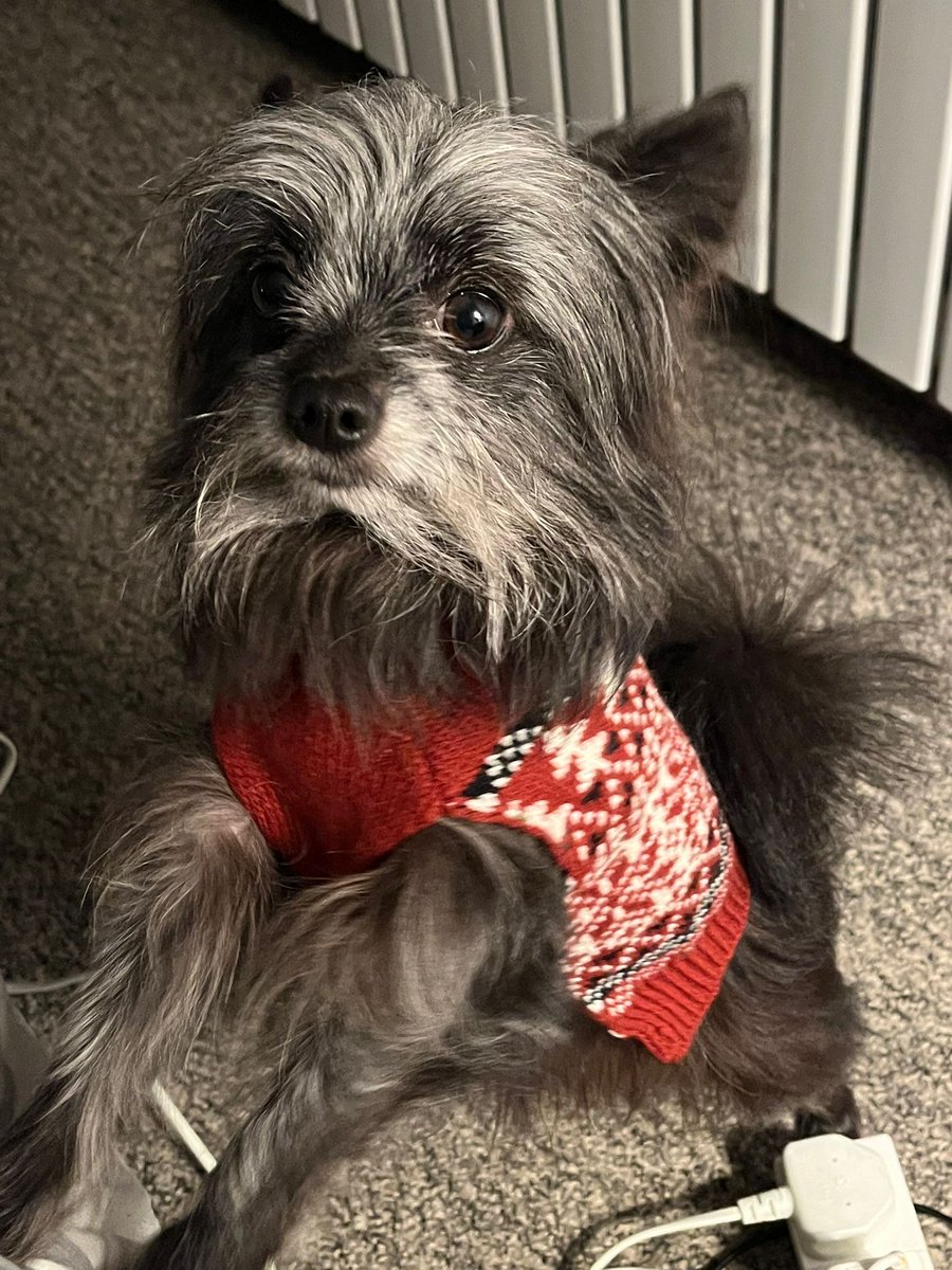 MOOSE IS STILL MISSING 
#Castleford #WestYorkshire
#WF10

Two weeks since Moose went missing, with only one positive sighting &amp; a handful of possible ones

There is a substantial finders fee for the safe return of Moose, or for information that leads to his safe return home