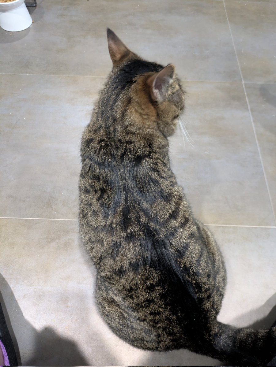 G5Xjx's tweet photo. ニコニコ時代から観てきた、ねこかますさん
やっぱり、猫との別れは辛いよね
貰われていく子達との別れでも悲しいだろうに
ただ、あなたの活動は素晴らしいと思います
これからも、ねこかますさんと、ご家族の猫ニャンズに幸あれ
 #ねこのいる暮らし  #保護猫  #ねこかます  #うちゅうねこ https://t.co/xcqpvujztp