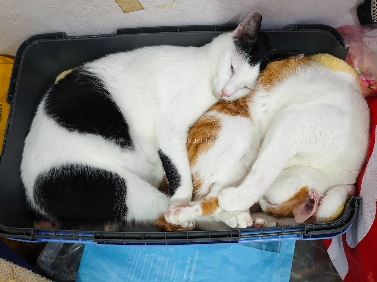 Hiko 🐈 tweet media