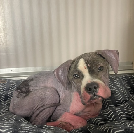 Raseberry Fizz💔🚑
🚨Urgent Medical🚨
On 3 Day Stray Hold 
#NYCACC #248938 

Poor Baby Boy😭
Itchy, sore &amp; scared 
In need of vet care for his skin issues, regular meals &amp; TLC 

ACC is not kind to #Puppies 
They lack compassion, naming dogs for their issues 
They kill them daily