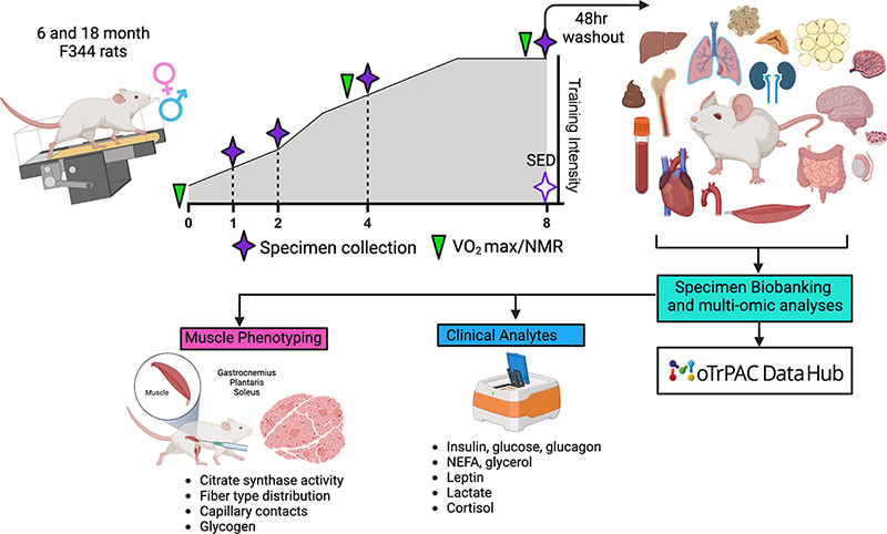 APSPublications's tweet photo. Function | Throw Back Thursday 🔙 #MoTrPAC generated a publicly accessible tissue #biorepository to support the study of temporal-, sex-, and age-specific responses to endurance exercise training in a #preclinical rat model. 🐀 Read more: https://t.co/GU0QI2IgoK https://t.co/c8UOq2RlZn