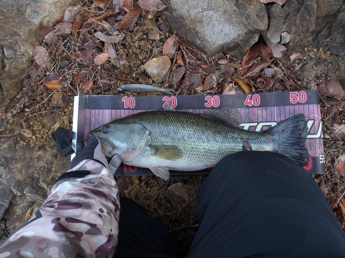 ゆーさん釣り師 tweet media