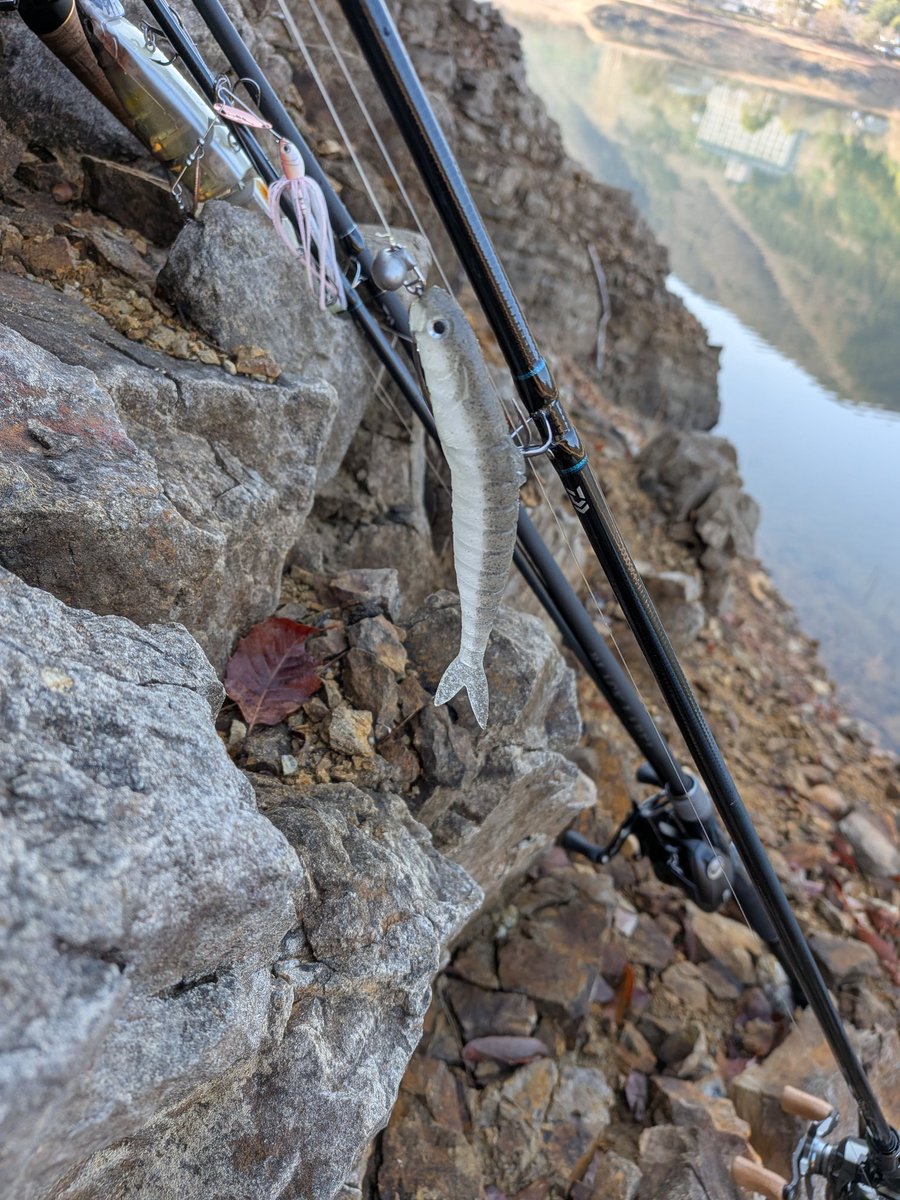 ゆーさん釣り師 tweet media