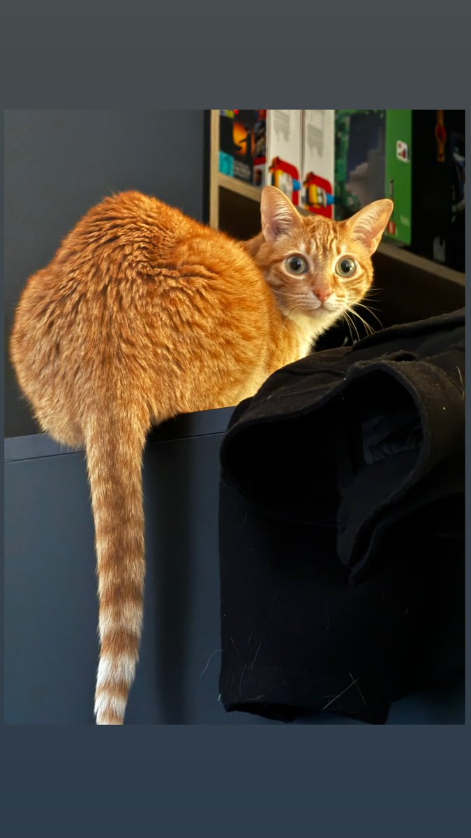 Nexxuz Updates tweet media