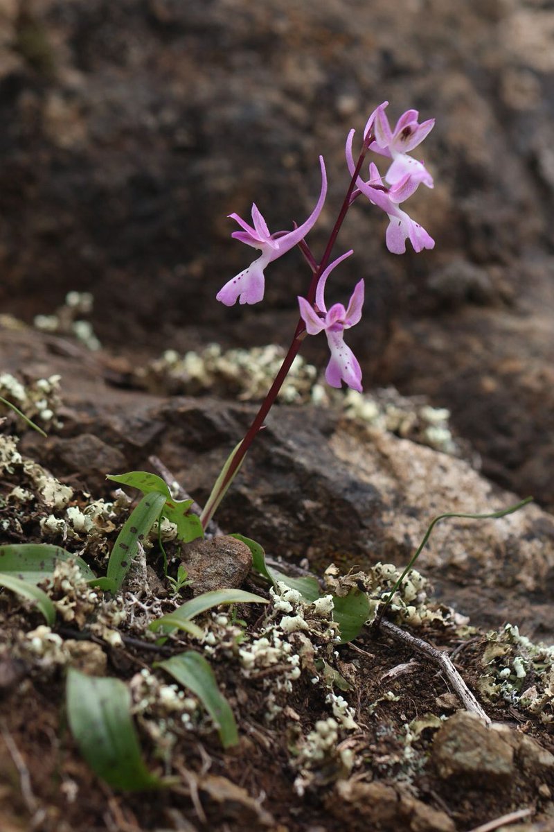 Greenwings Wildlife Tours tweet media