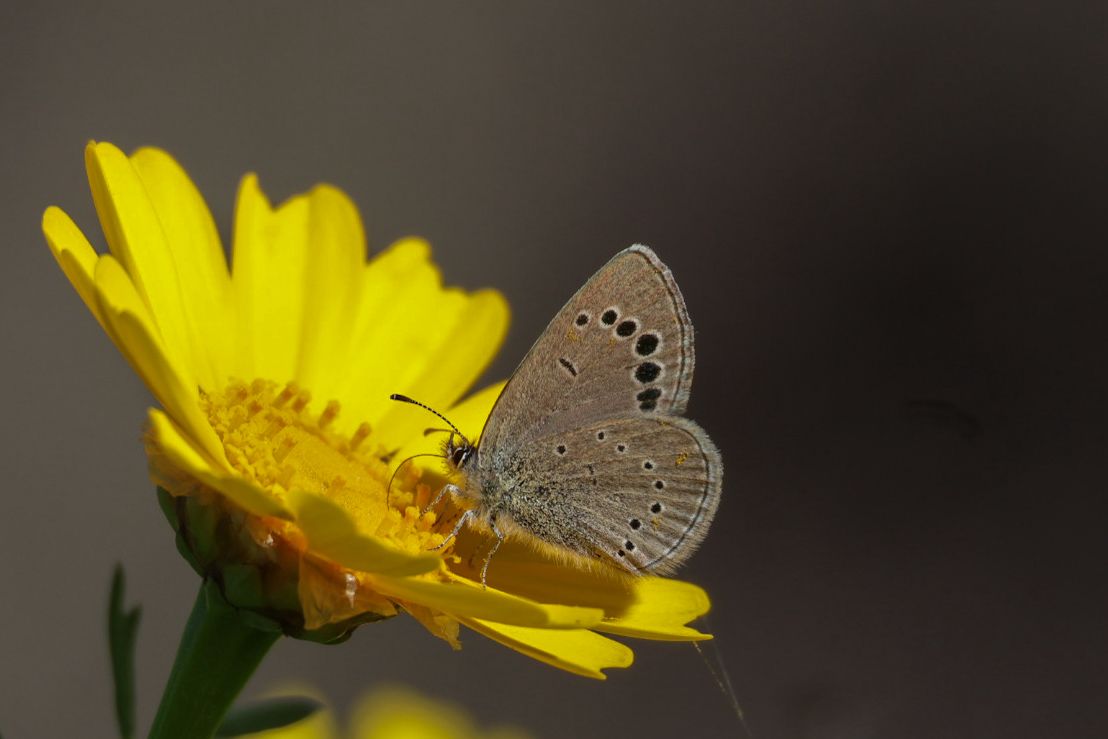Greenwings Wildlife Tours tweet media