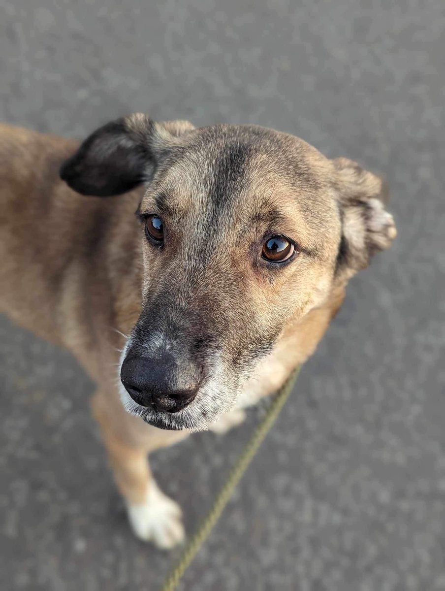 Time to tell you, once again, about AZOR who would love his own family
This wonderful boy is around 7 yrs  old and is a very clever boy
Hes a super friendly boy with women but can be very unsure of men, theyre guessing a man had hurt him in the past
imminghamdogshome.org/form/
#hull