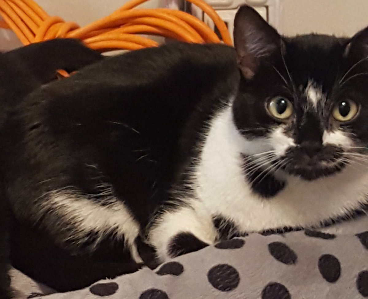 scott1333 tweet media