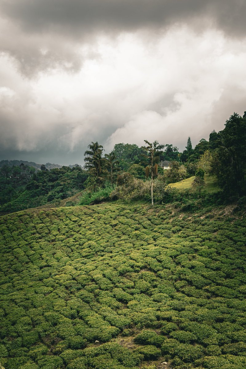 ylvisuals_'s tweet photo. THREAD 📸 : 

Tour d’Asie 🌏

Jour 1 : Malaisie, Cameron Highlands https://t.co/bUQr4InEal