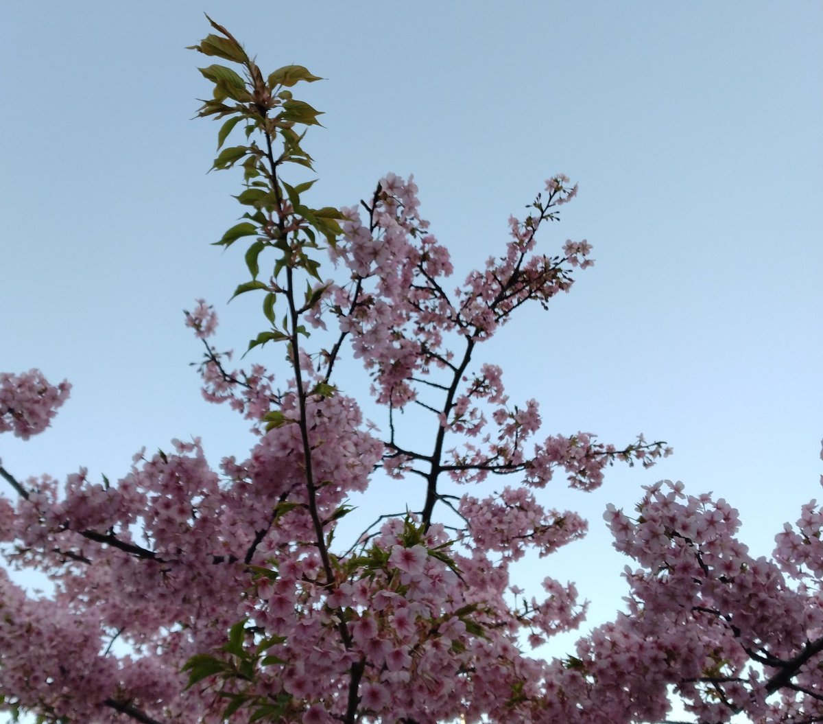 Soybean Miso (@MisoSoybean) / Posts / X