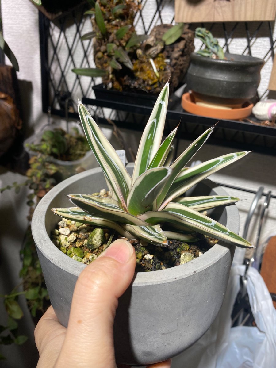 アガベ「氷山」進捗。 ちょっと斜めになってる。 ずっと外だけど。