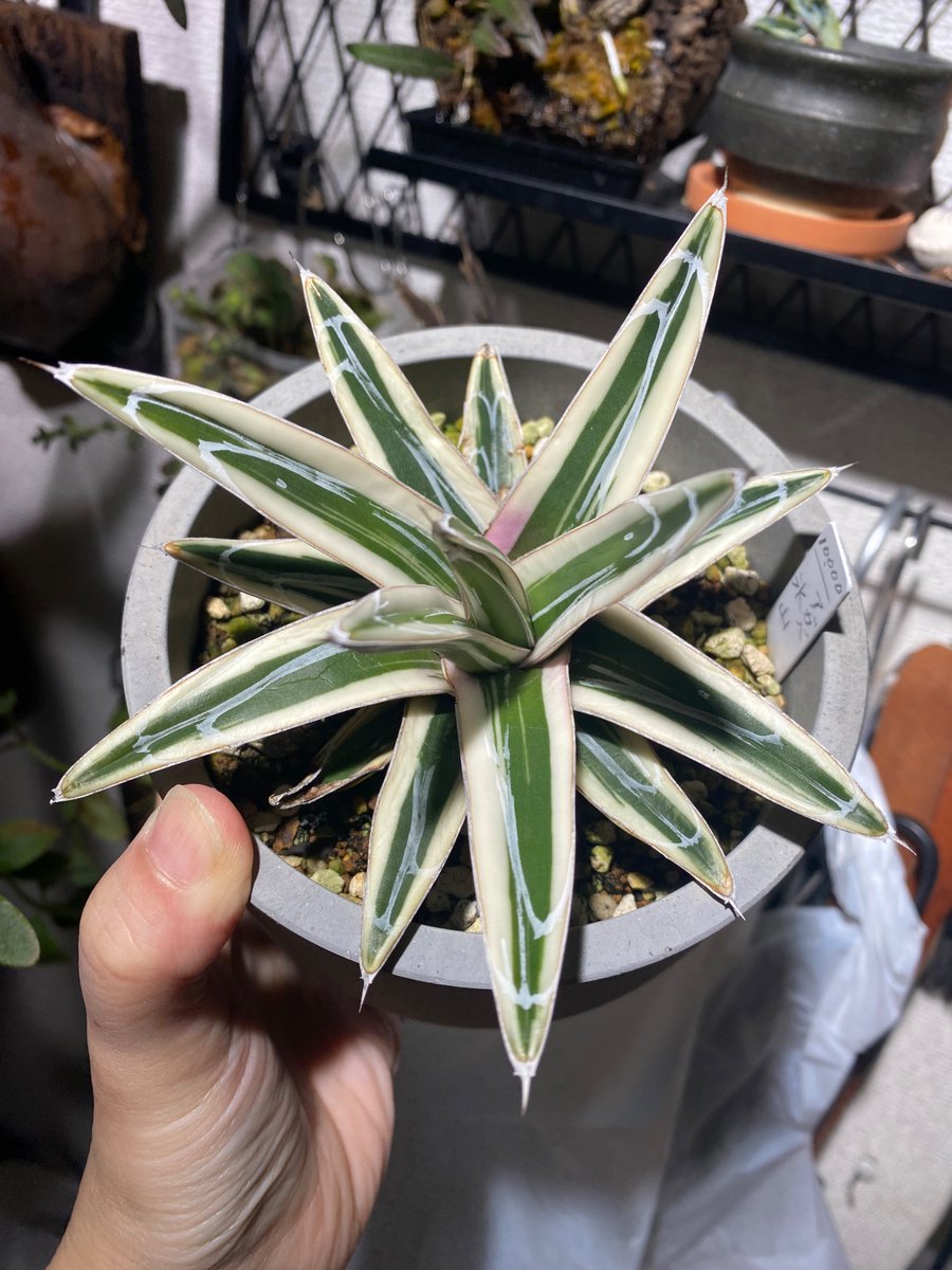 アガベ「氷山」進捗。 ちょっと斜めになってる。 ずっと外だけど。