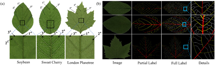 HALVS dataset enables AI-powered hierarchical leaf vein segmentation ...