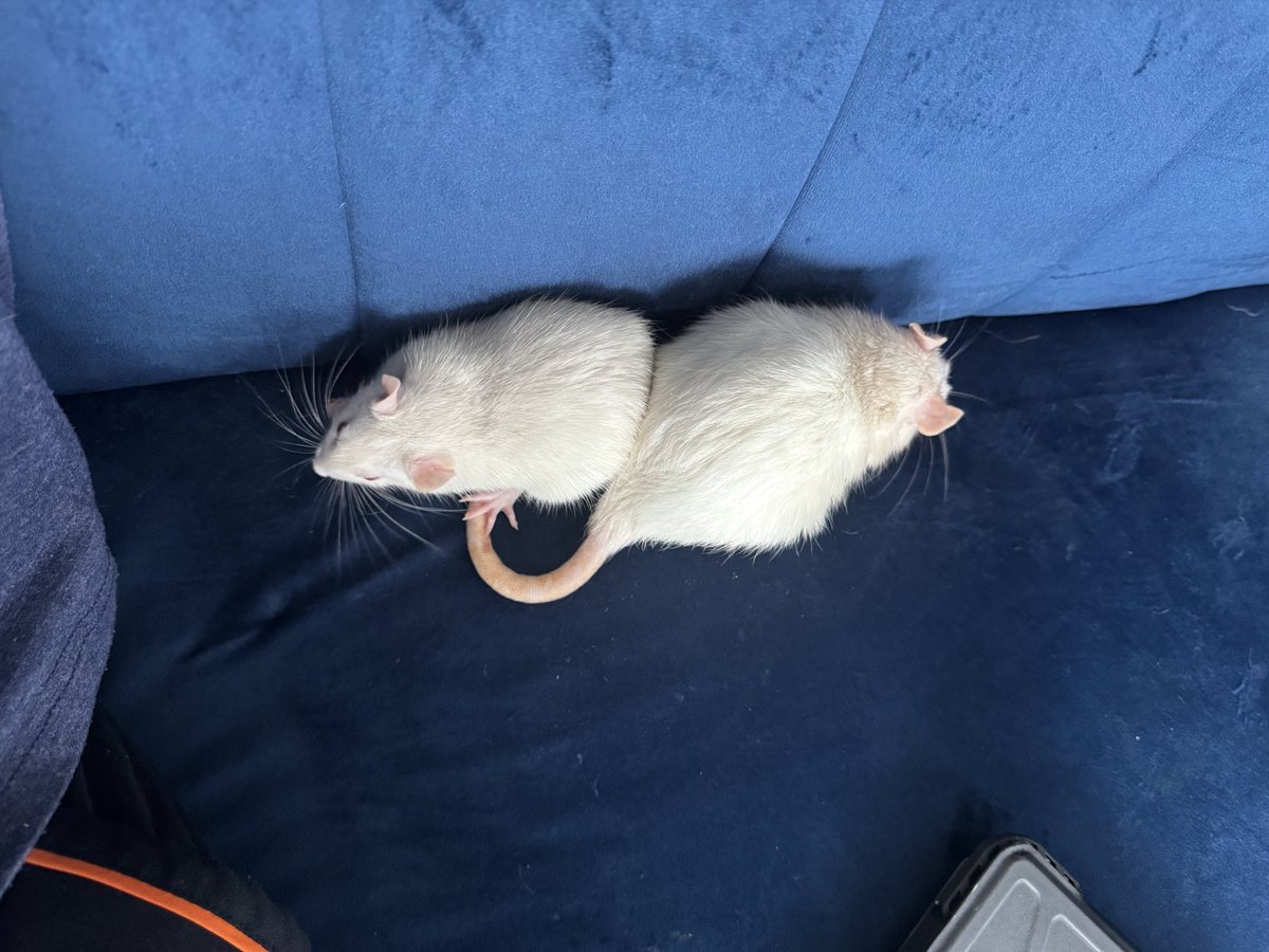 a bunch of rats✨ tweet media