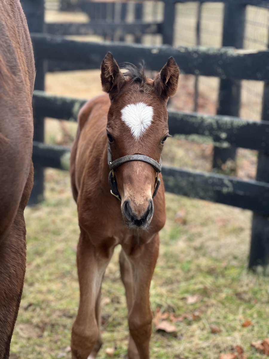 Claiborne Farm Bloodlines tweet media