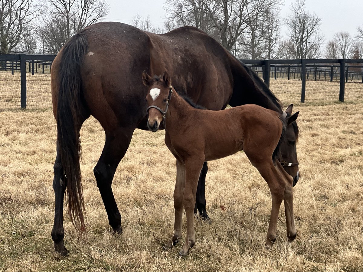 Claiborne Farm Bloodlines tweet media