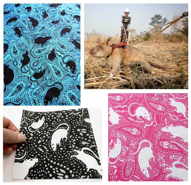 Thanks to everyone who bought my rat-themed fabrics in February. Every month, since September 2020, I have donated a third of my commission from sales of the fabrics to Apopo, a charity that trains rats to detect landmines. The rats are unharmed. #landmine apopo.org