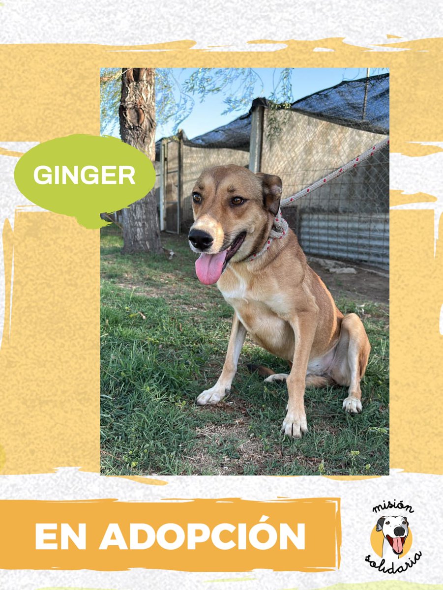 Ginger tiene 1 año. Está vacunada, desparasitada y castrada, será de tamaño mediano. Una compañera incondicional que espera con ansias encontrar a una familia ideal
Zonas CABA y GBA
Queres adoptarla? Escribime!
misionsolidariatwitter@gmail.com
Asunto: Ginger es mia! 
Rt porfa