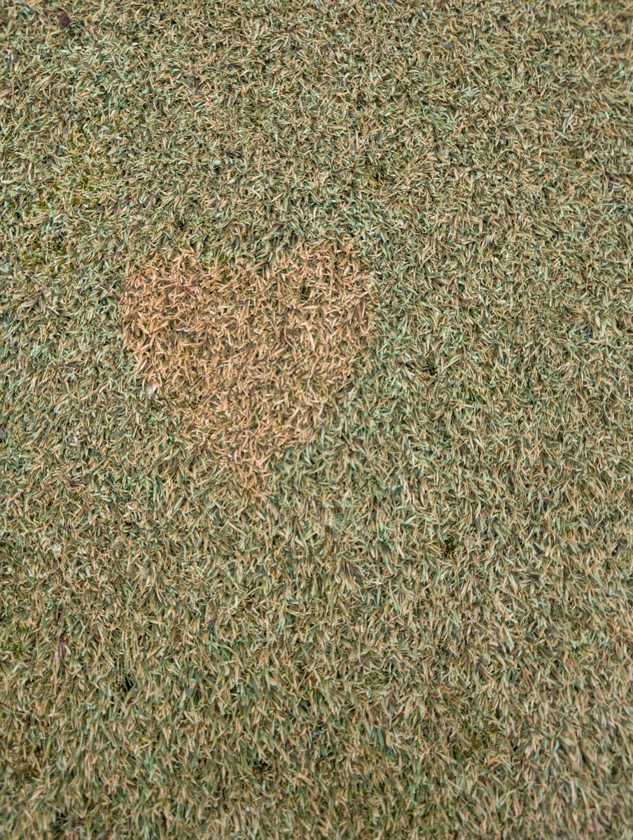 Doug Palm CGCS tweet media