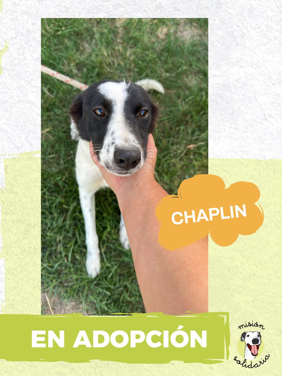 Chaplin tiene 1 año. Está castrado, vacunado y desparasitado, será de tamaño mediano. Con su mirada dulce y muchísimas ganas de dar amor, está listo para alegrar tus días.
Zonas CABA y GBA
Queres adoptarla? Escribime!
misionsolidariatwitter@gmail.com
Asunto: Chaplin 
Rt porfa