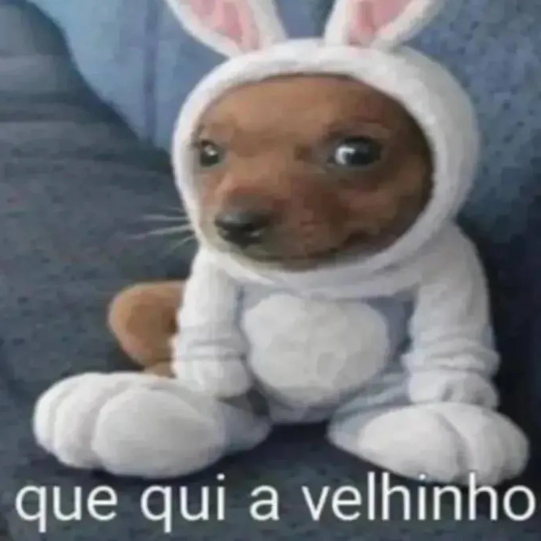 acervo doguinhos (@acervodoguinhos) on Twitter photo 