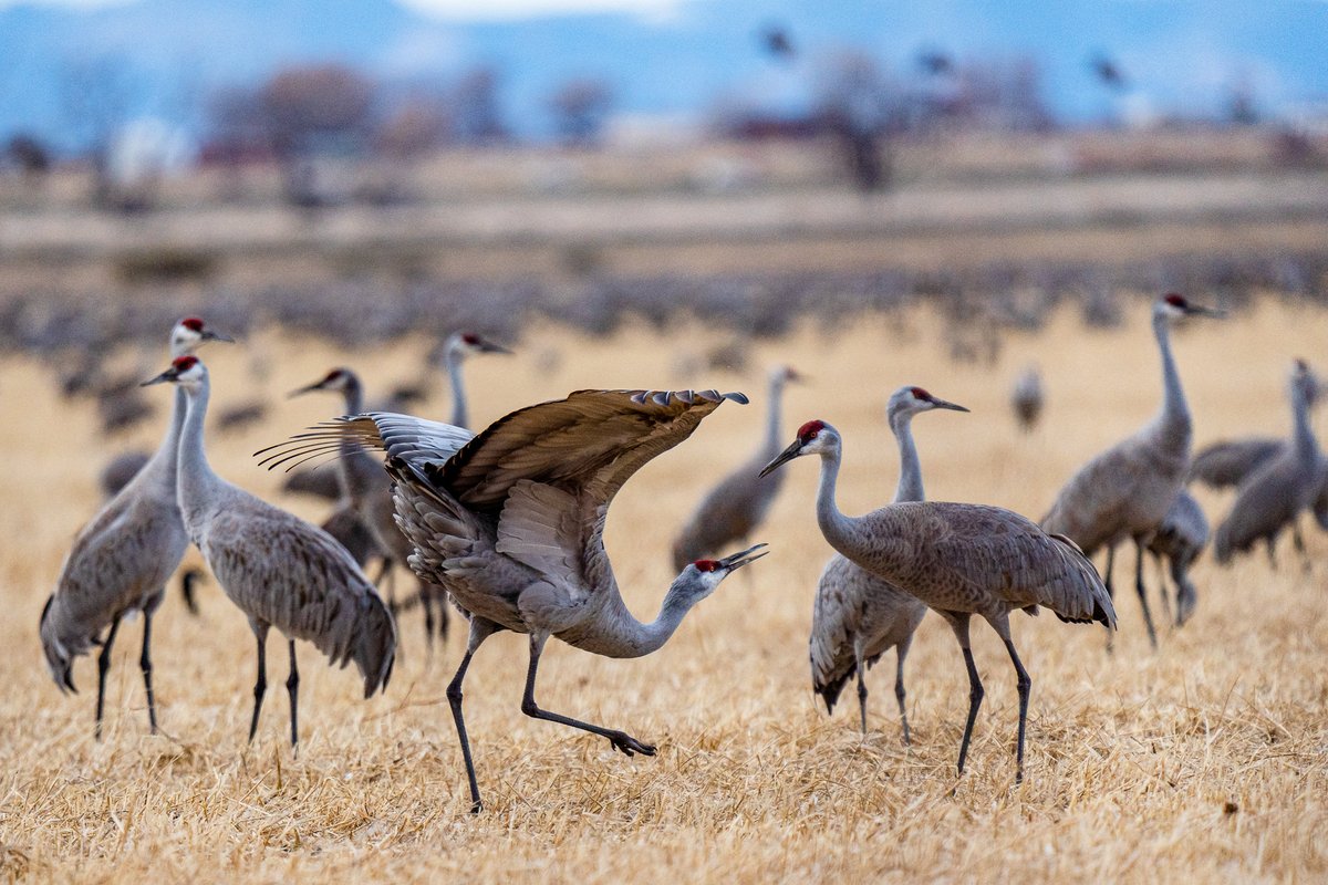 Colorado Parks and Wildlife tweet media