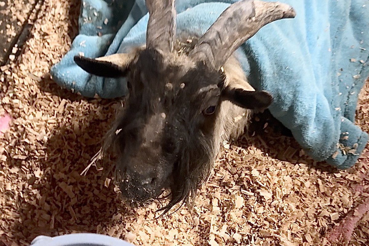 utsunomiya_zoo's tweet photo. 【お知らせ】

3月4日（火）にヤギのジェーンが
亡くなりましたのでお知らせいたします。

#宇都宮動物園 #ヤギ #ジェーン　
#なかよしらんど https://t.co/8HtNRjAfpg