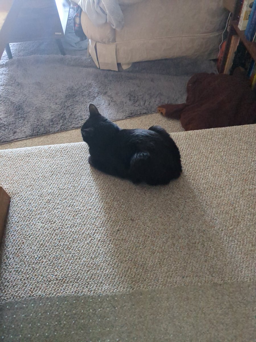 ZZOMBOHO's tweet photo. Lost a good boy last night. His name was Ryu. He loved butt pats and wet food. He also loved his sisters and climbing things. RIP, I miss you so much buddy. https://t.co/hispl8nnkP